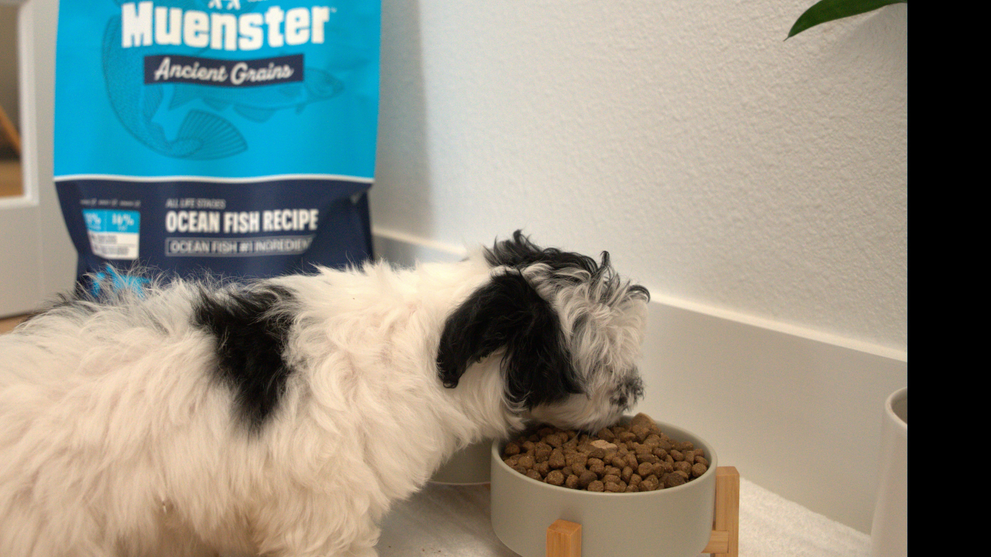 How to Introduce Ancient Grains Dog Food to a Picky Eater