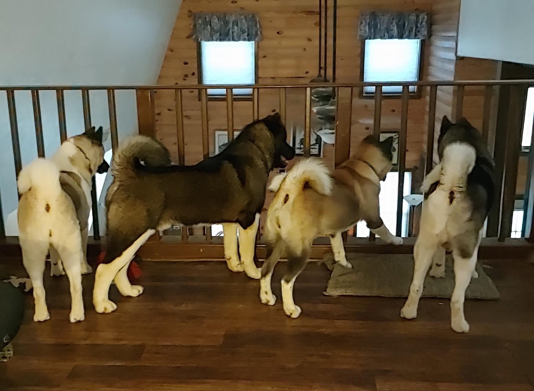 All Ages of Akitas