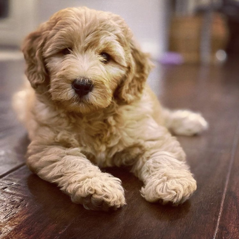 Grandpa Joe as a puppy!