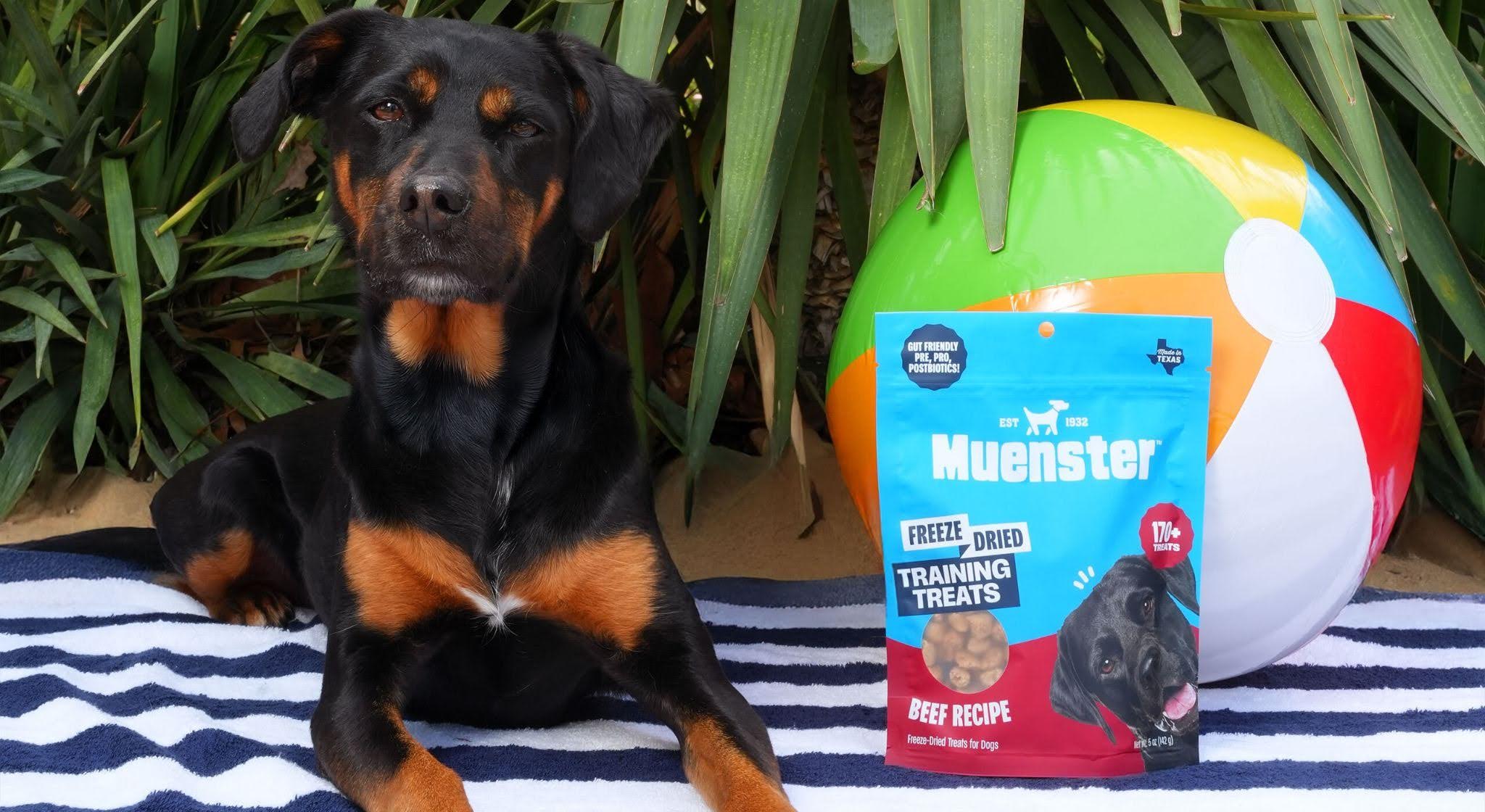 Is Beef Good for Dogs?
