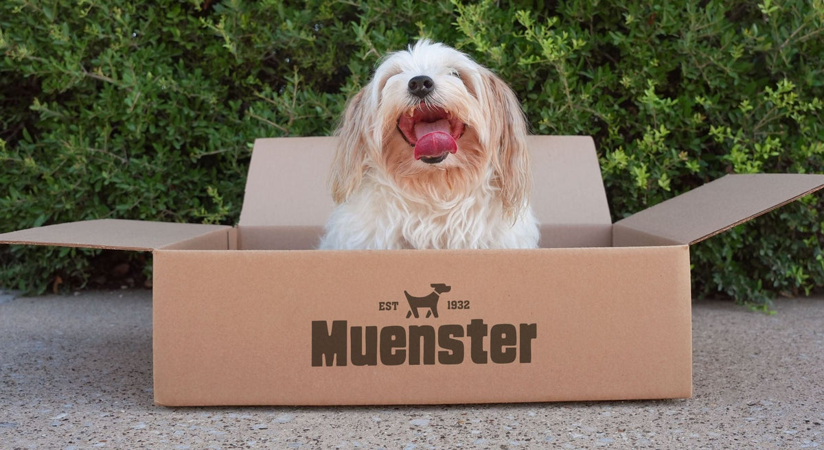 Learn About The Best Small Breed Dog Food