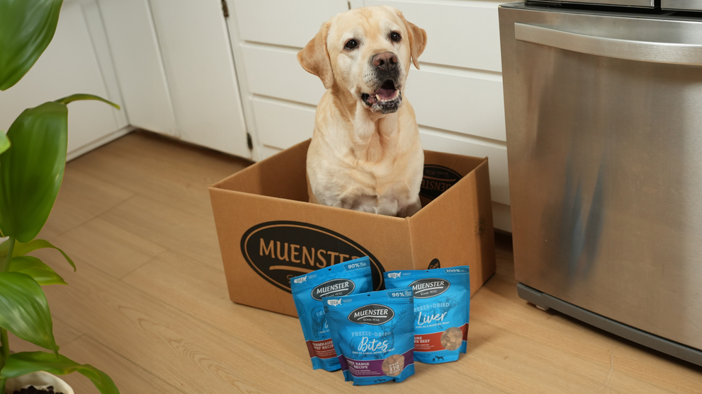 Learn How Freeze-Dried Food Maintains Its Nutritional Value For Your Dog