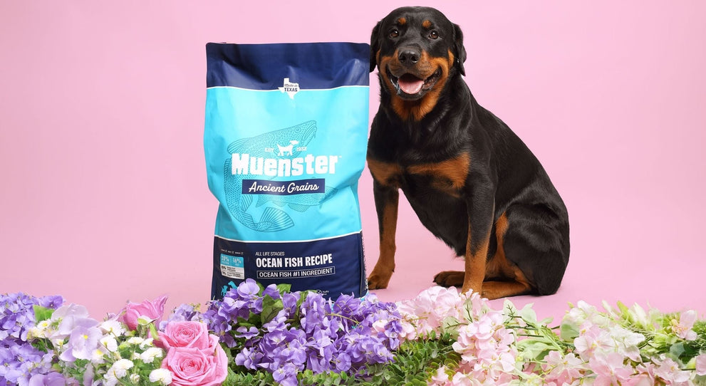 Muenster Ancient Grains Dog Food for Healthy Digestion
