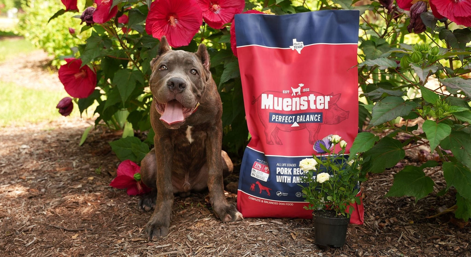Muenster Perfect Balance Dog Food