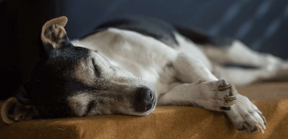 7 Health Considerations for Superb Senior Pet Care