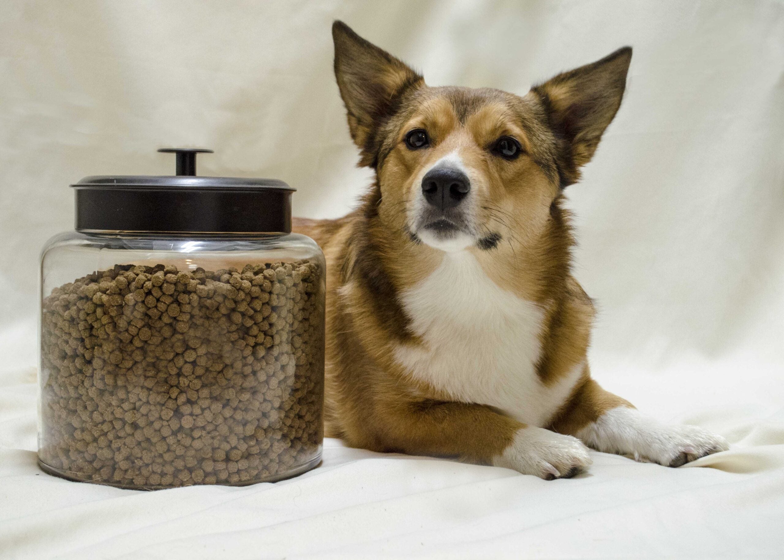 Dog Food Storage