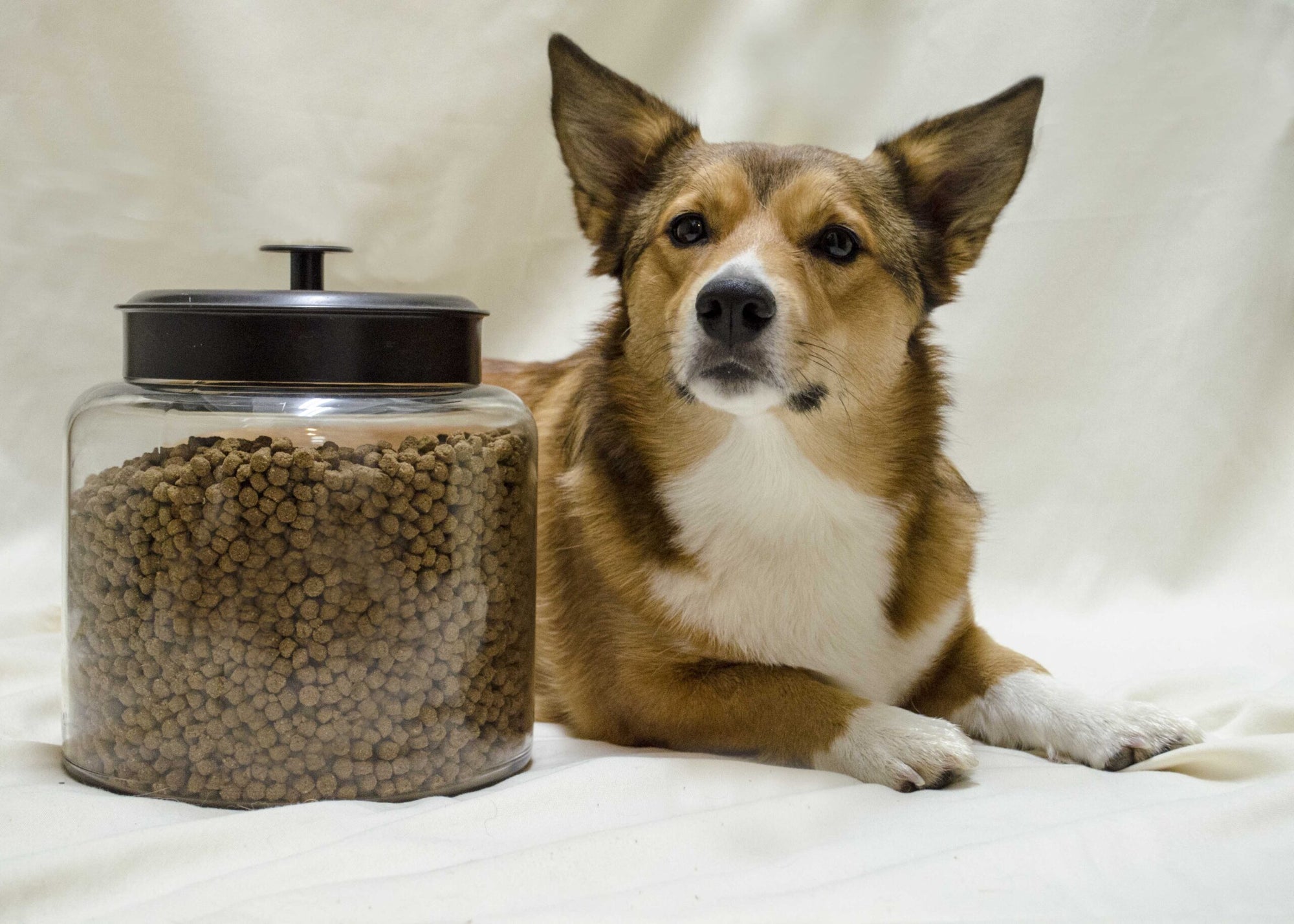 Dog Food Storage