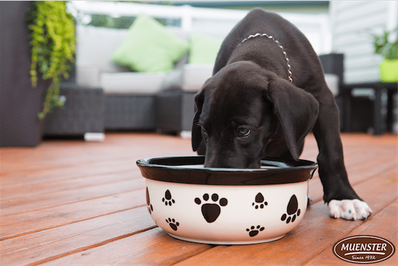 What to do When your Dog is Throwing Up