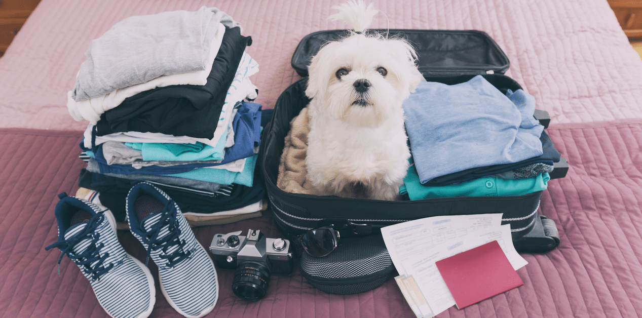 travel with your dog on a plane