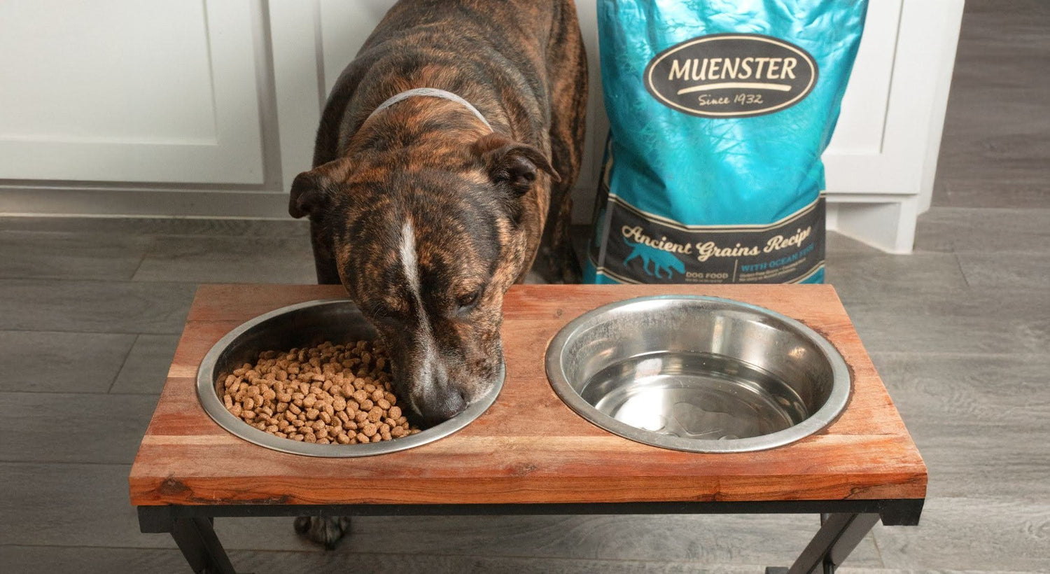 Shop The Best Chicken-Free Dog Food Options For Allergies Today