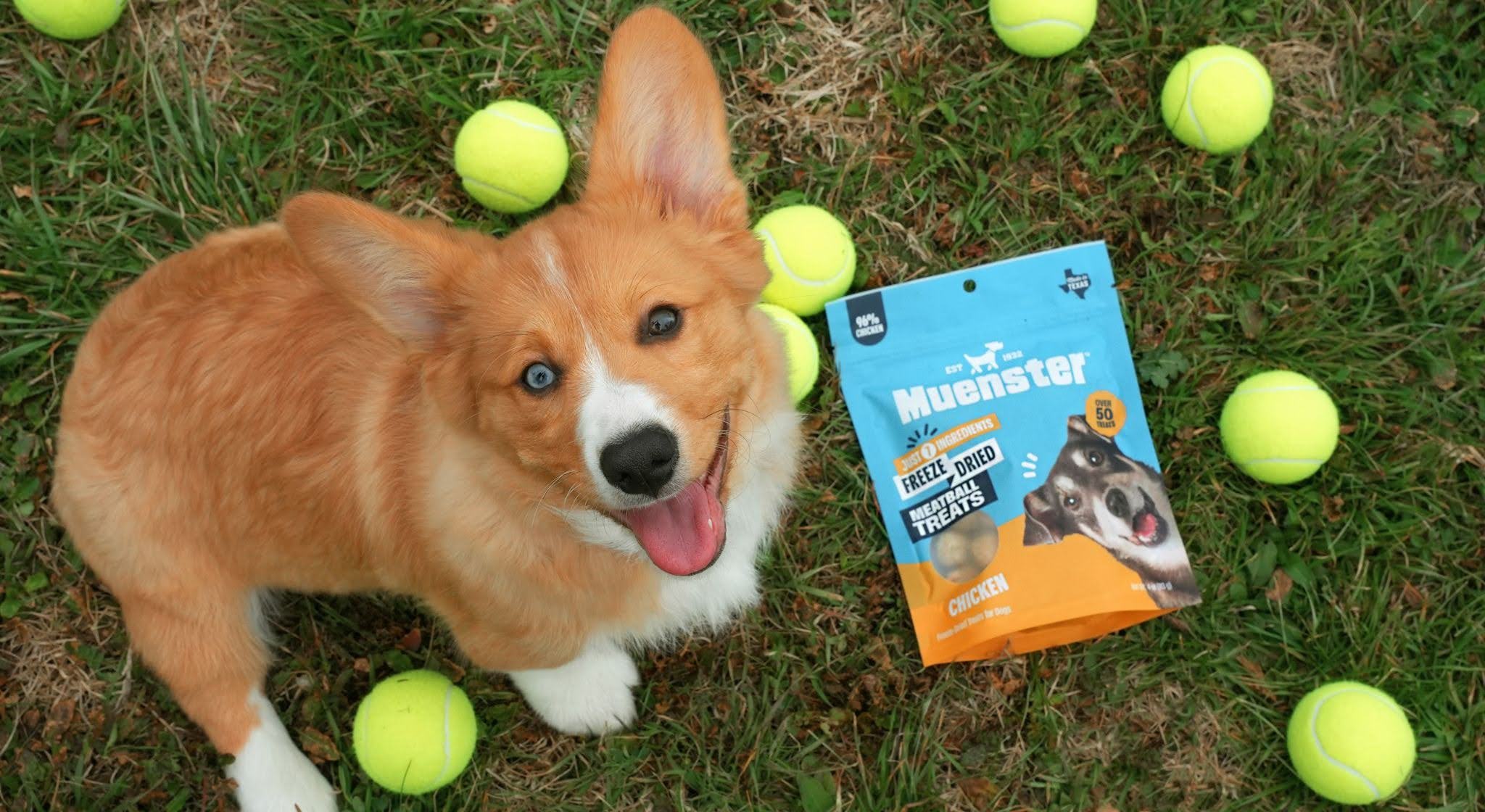 Shop The Best Freeze-Dried Options For Pets With Dietary Restrictions