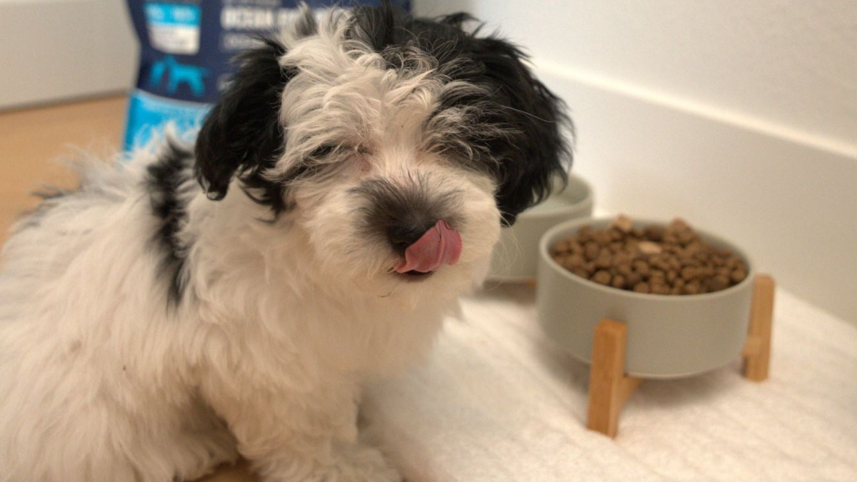 Shopping For The Healthiest Puppy Food