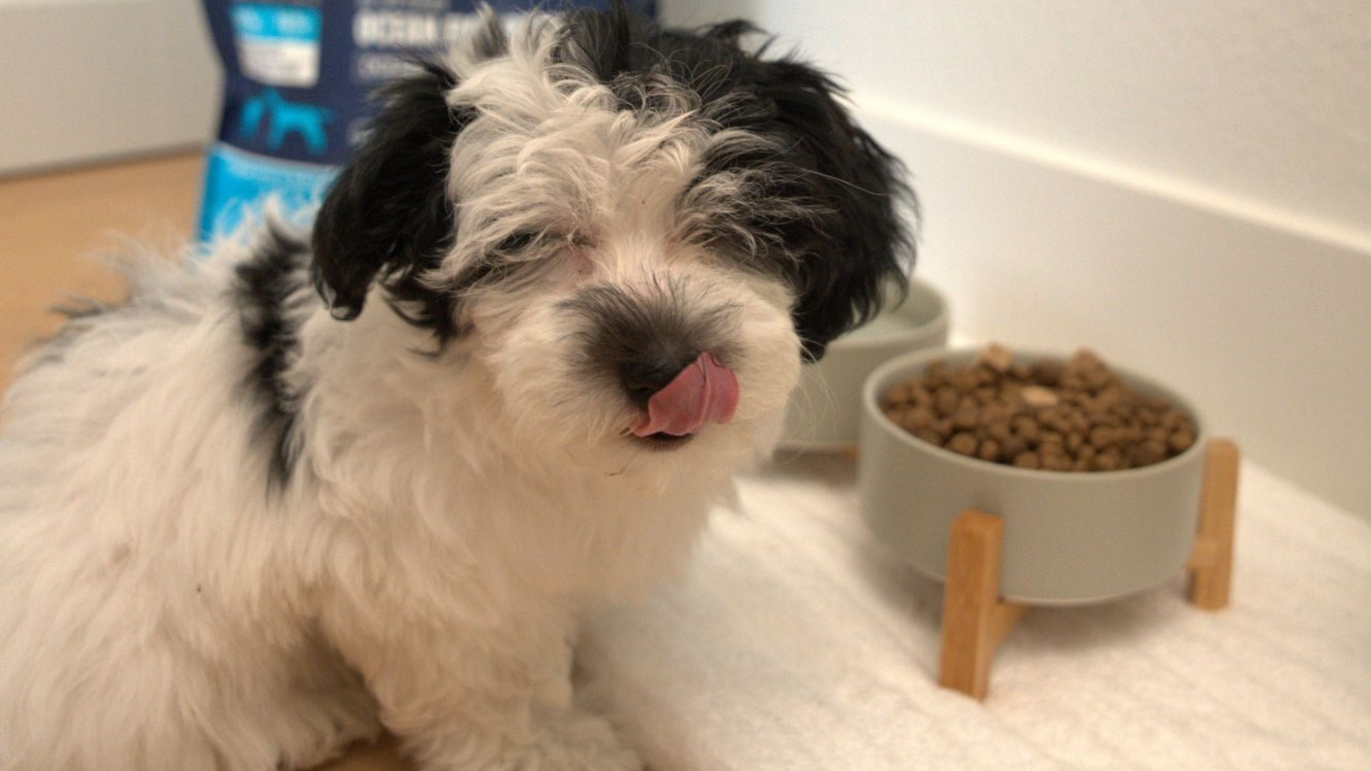 Shopping For The Healthiest Puppy Food