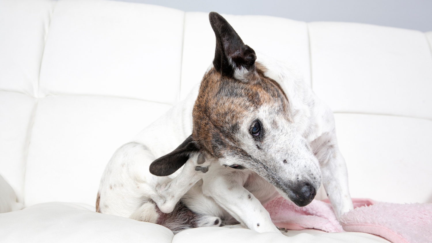 Signs Your Dog Has a Food Allergy Vs. An Environmental Allergy