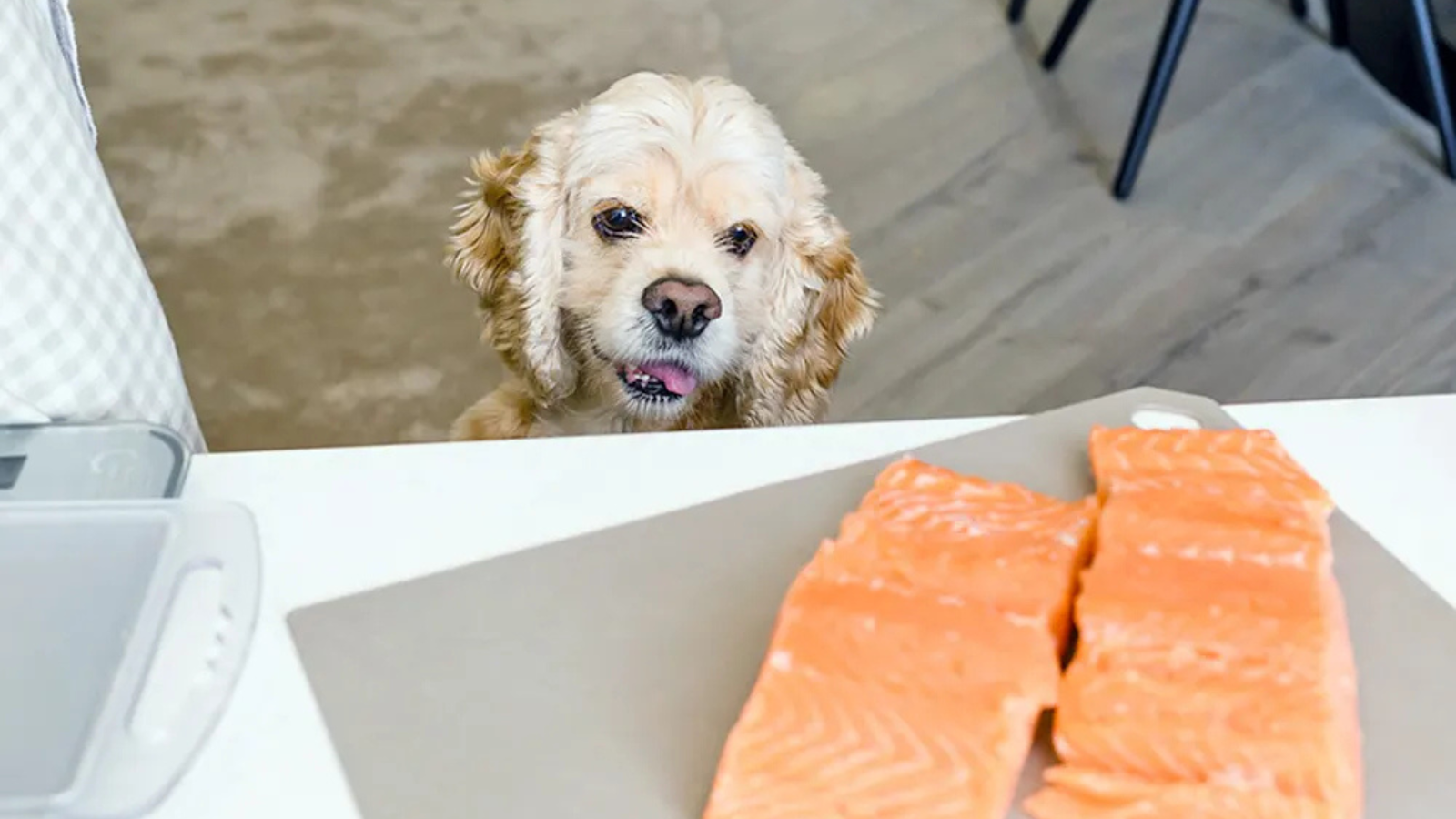 Small Dog Eyeing Chunks of Salmon on a Cutting Board