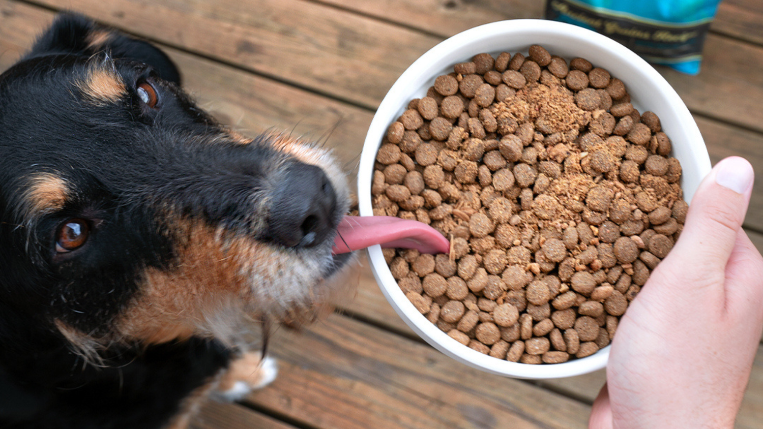 Support Better Gut Health Now With Grain-Free Food For Your Dog’s Digestion