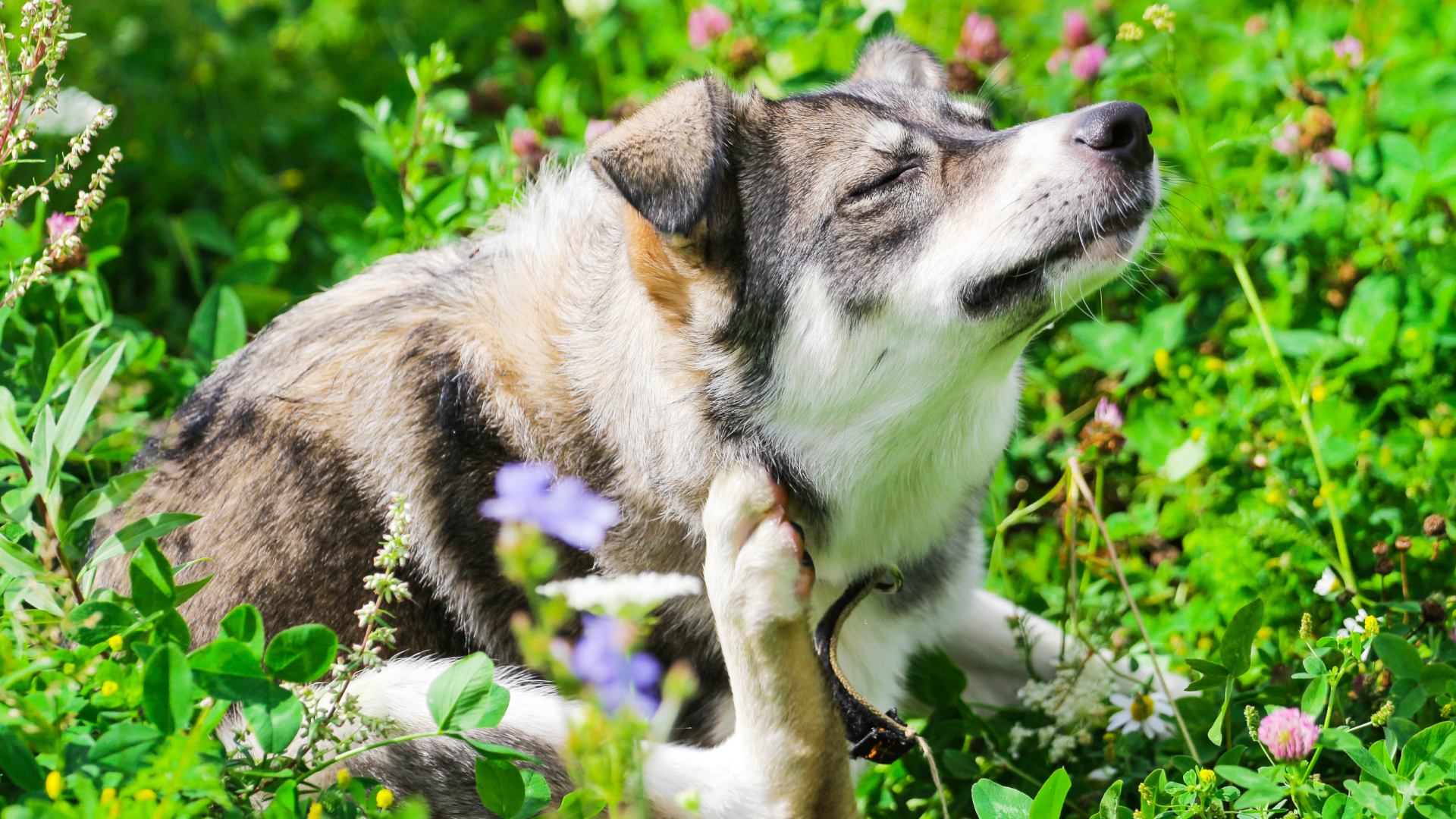What Are Signs My Dog's Allergy Is From Chicken?