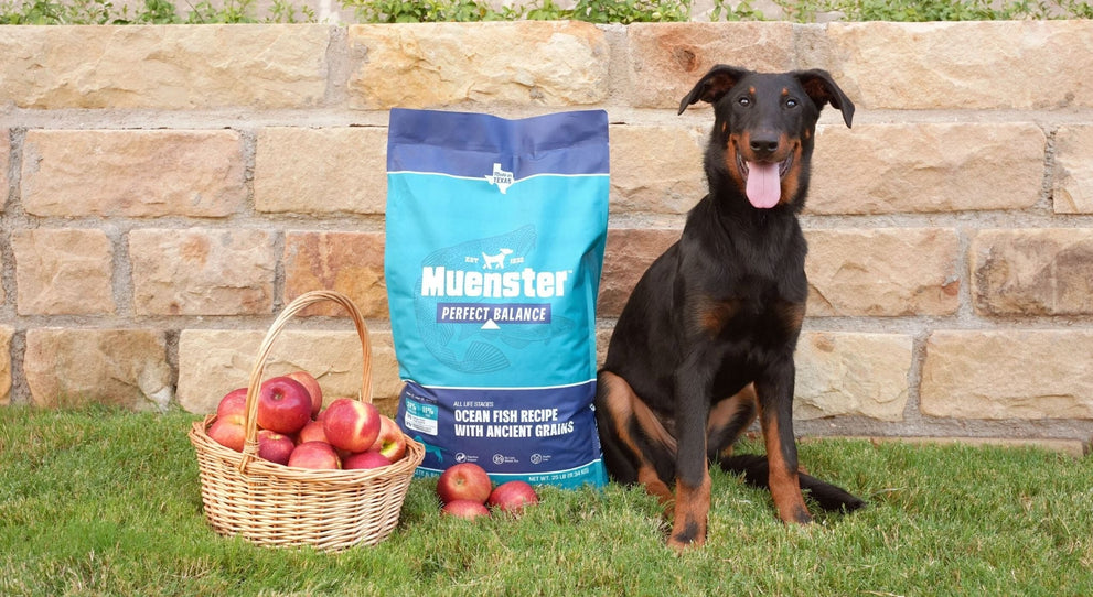 What Human Food Can Dogs Eat