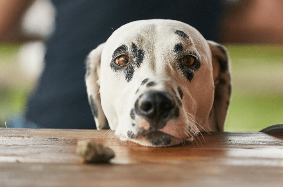 Begging Be Gone: 6 Table Manners Tips to Teach to Your Dog