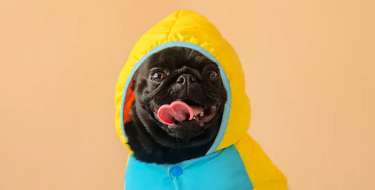 Meet the Winners of our Dress Up Your Pet Contest