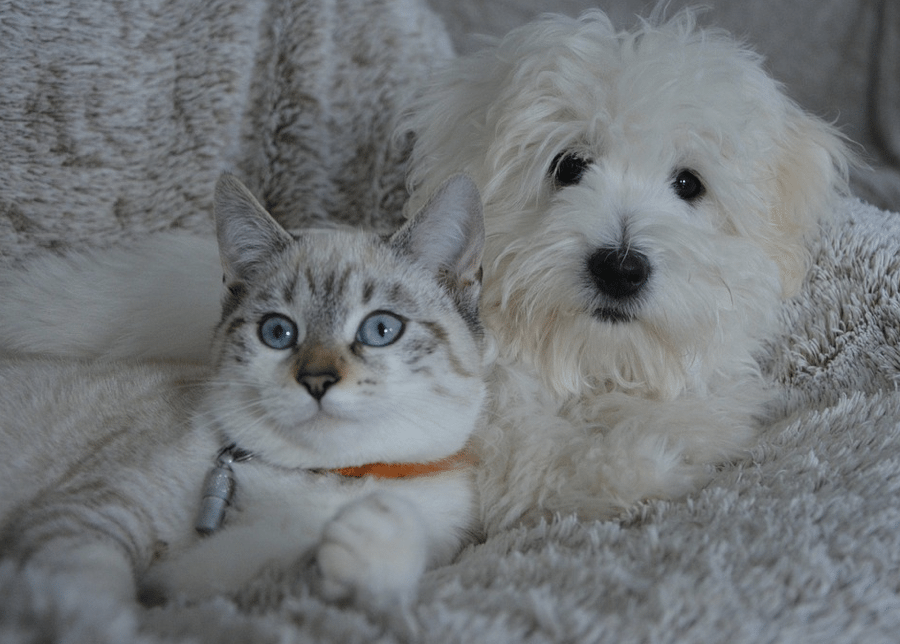 A blue-eyed cat and a fluffy white dog cuddling together on a blanket.