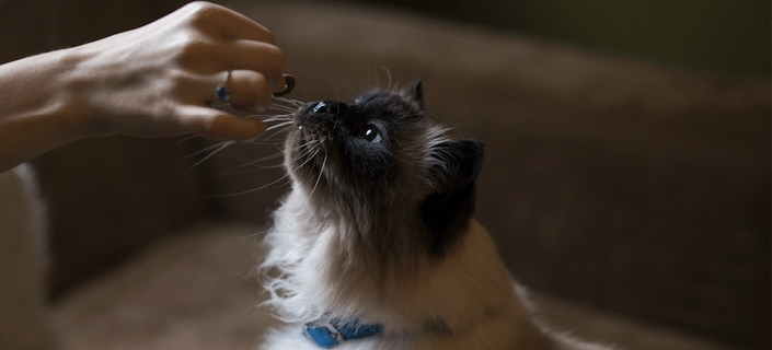 cat eating