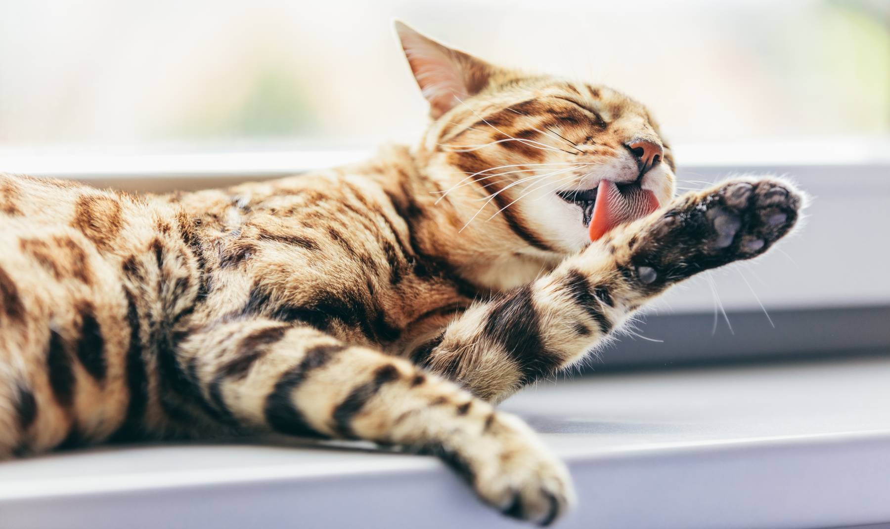 cat hairballs
