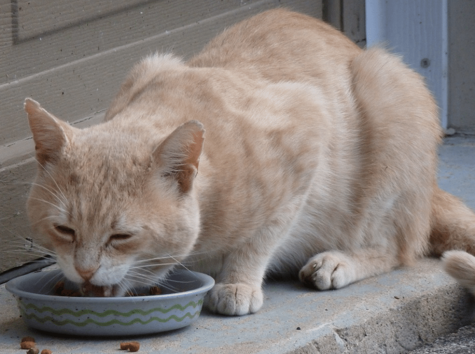 cat health