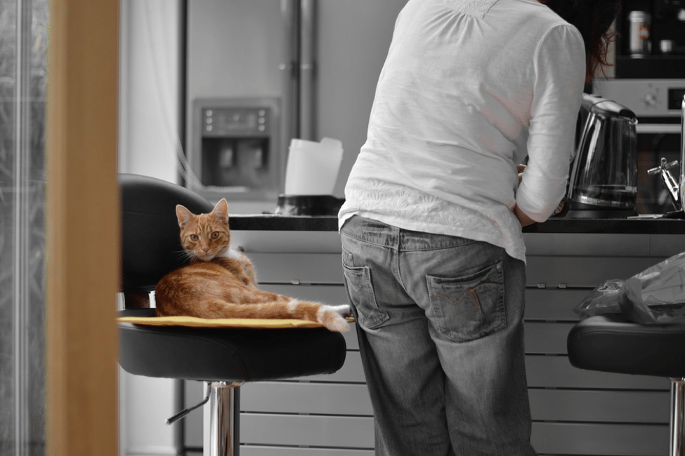 cat kitchen counter