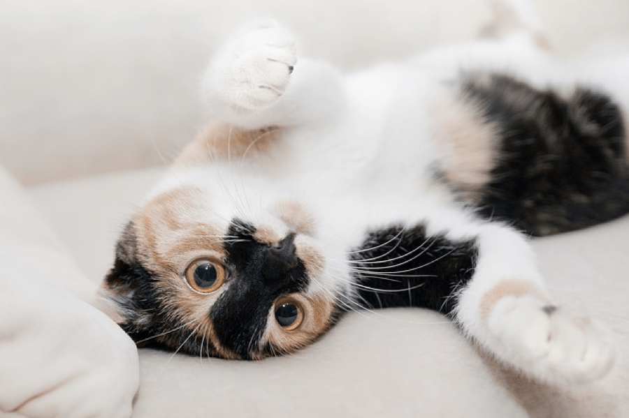 cat tricks