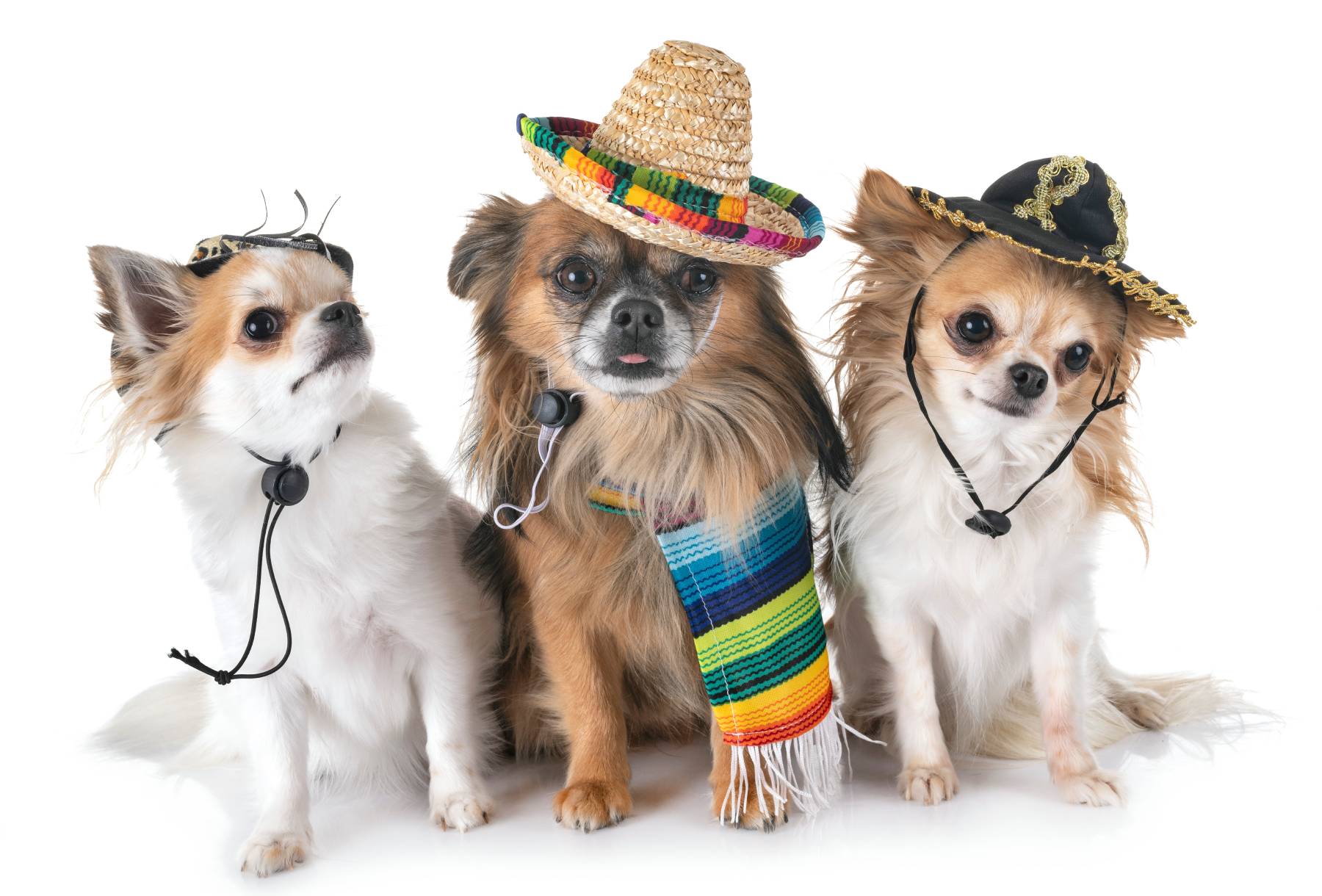 dog taco
