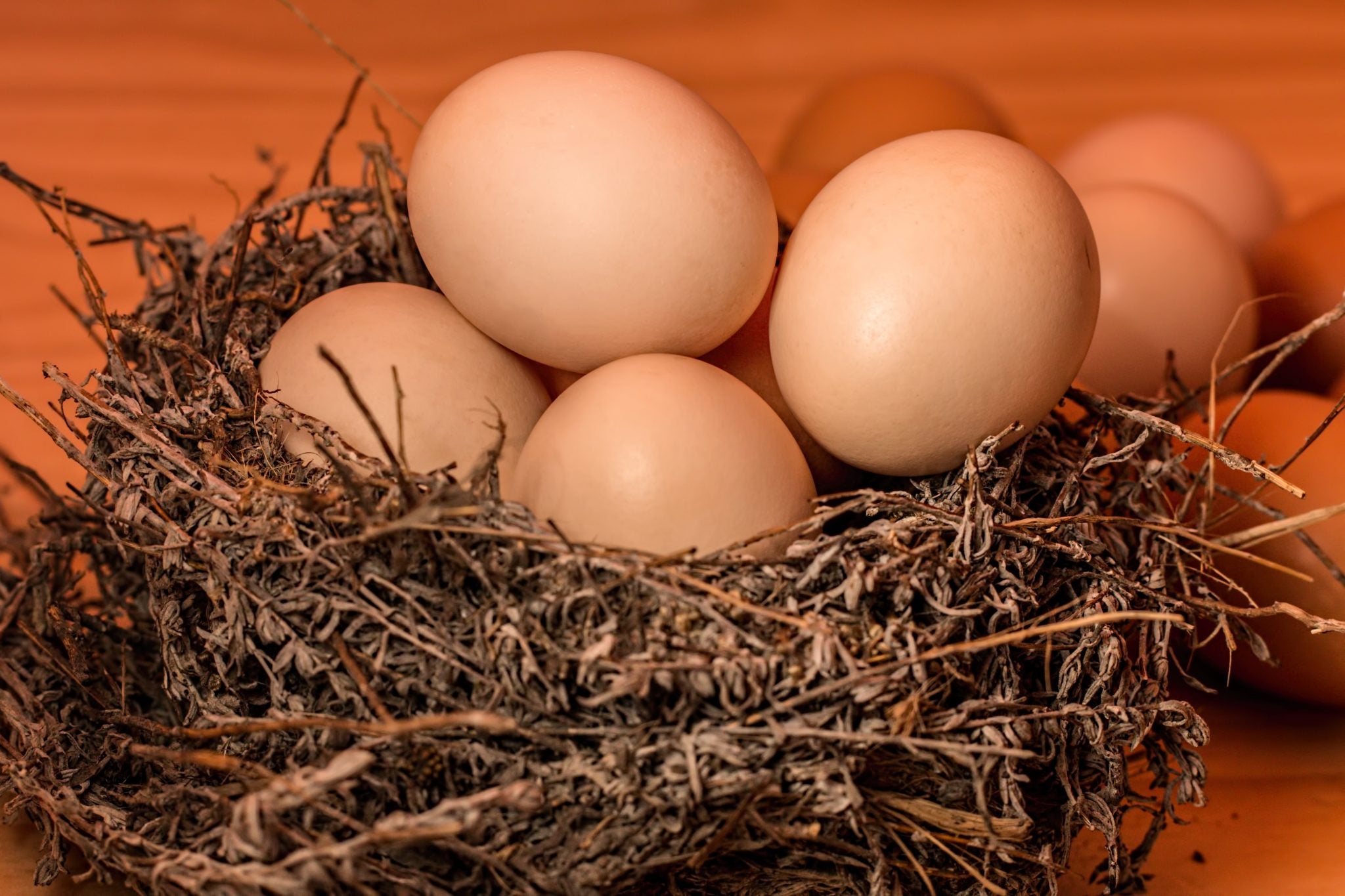 chicken egg