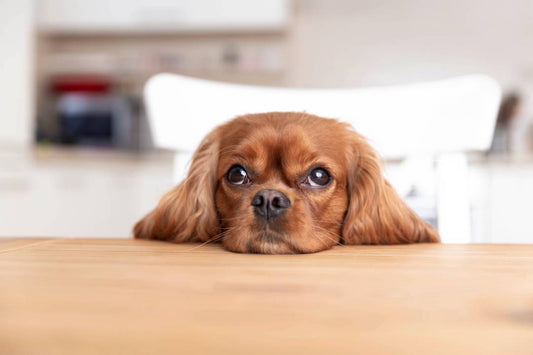 dog at kitchen table