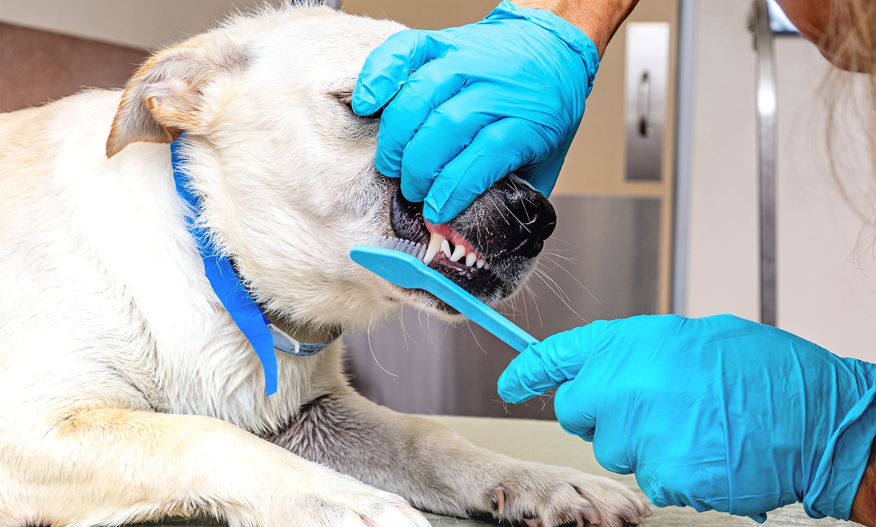 Why Gum Disease Can Be Fatal for Dogs: How to Spot it + Prevent it ...