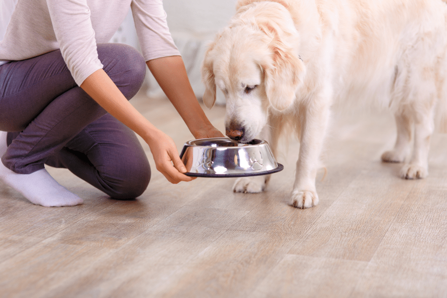 dog eating