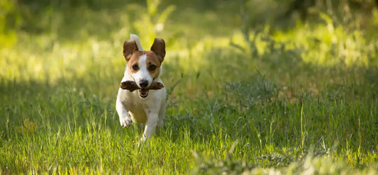 dog fetching stick in tall grass