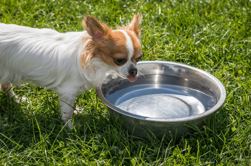 What Type of Pet Food Bowl is Safest?