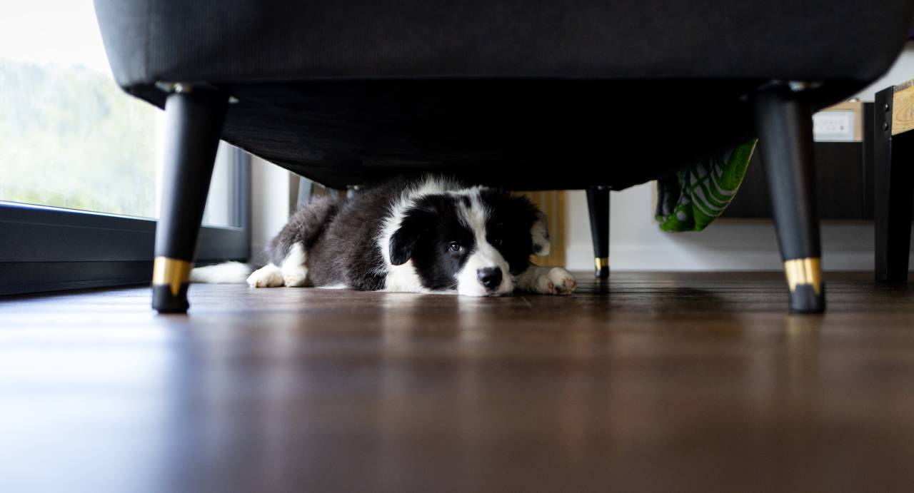 10 Tips to Calm Your Dog's Stress from Fireworks