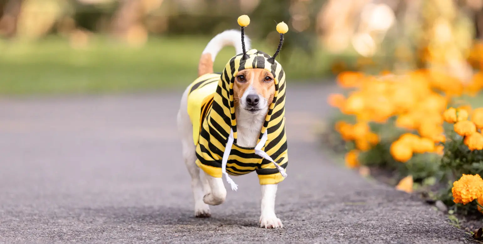 a jack russell terrier in a bee costume walking outside near flowers