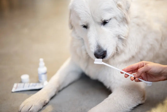 Top Tips to Maintain Your Dog’s Dental Health All Year