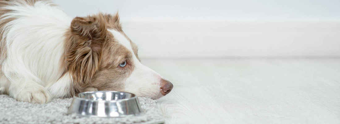 Tummy Trouble? Is Your Dog's Gut Unhappy?