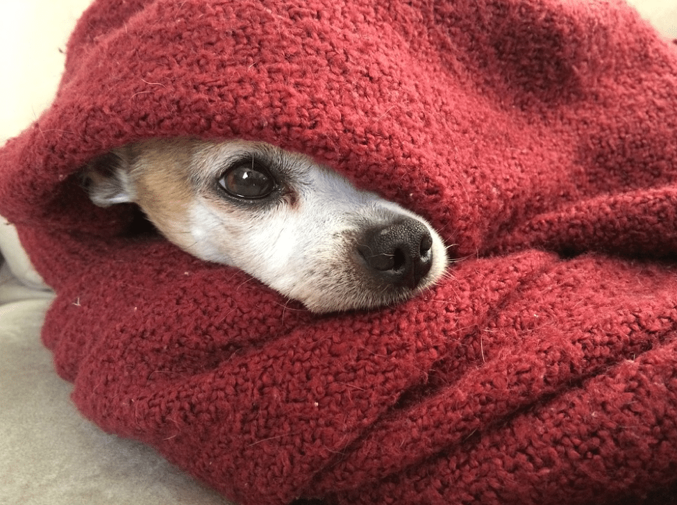 dog under blanket