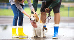 dog and owners in rain and flooding