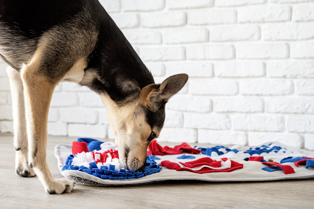 Can your dog be bored with their food?