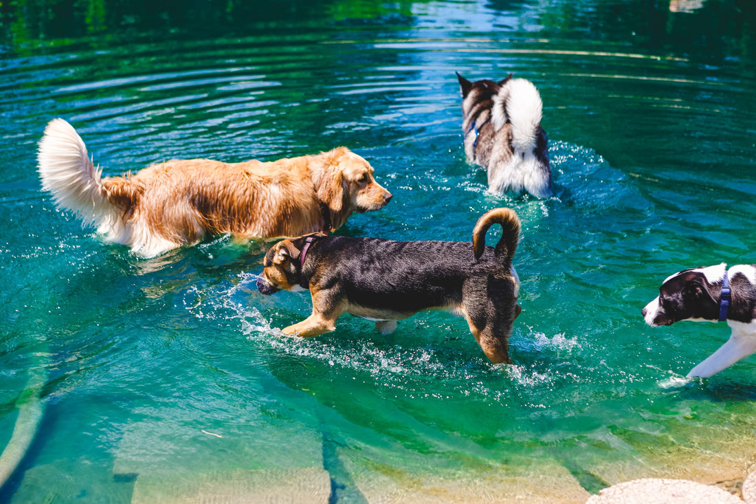 Summer Water Safety for Dogs
