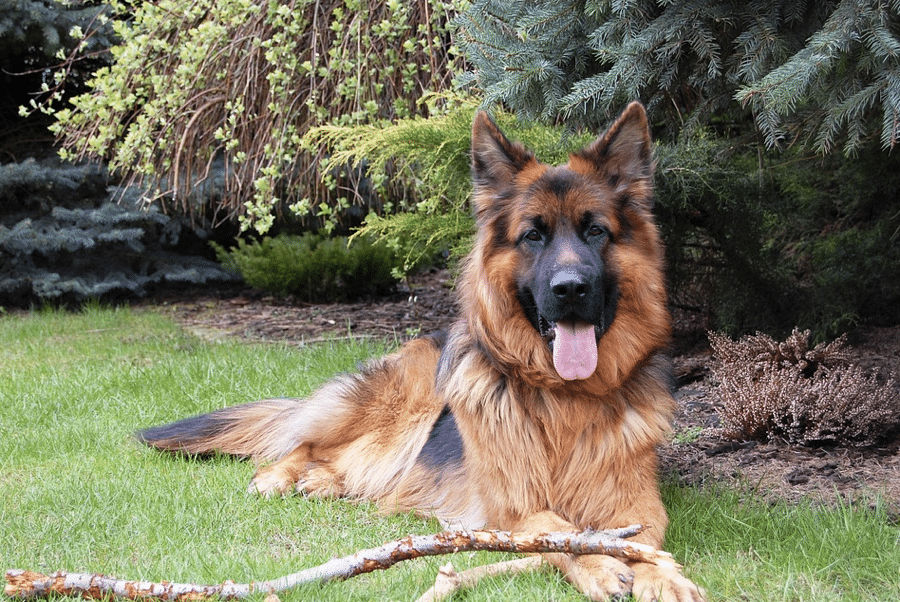 german shepherd