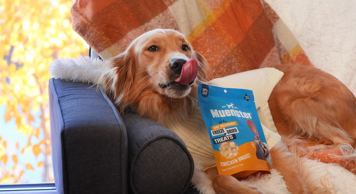 Golden retriever relaxing on an autumn blanket beside a bag of Muenster freeze-dried chicken breast treats.