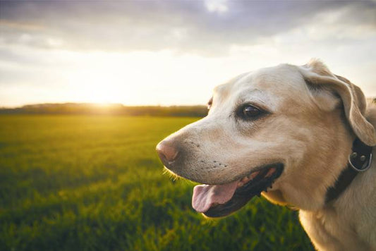 dog at sunset, memorializing your pet