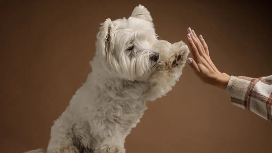 High Five from a Westie