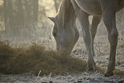 horse feed
